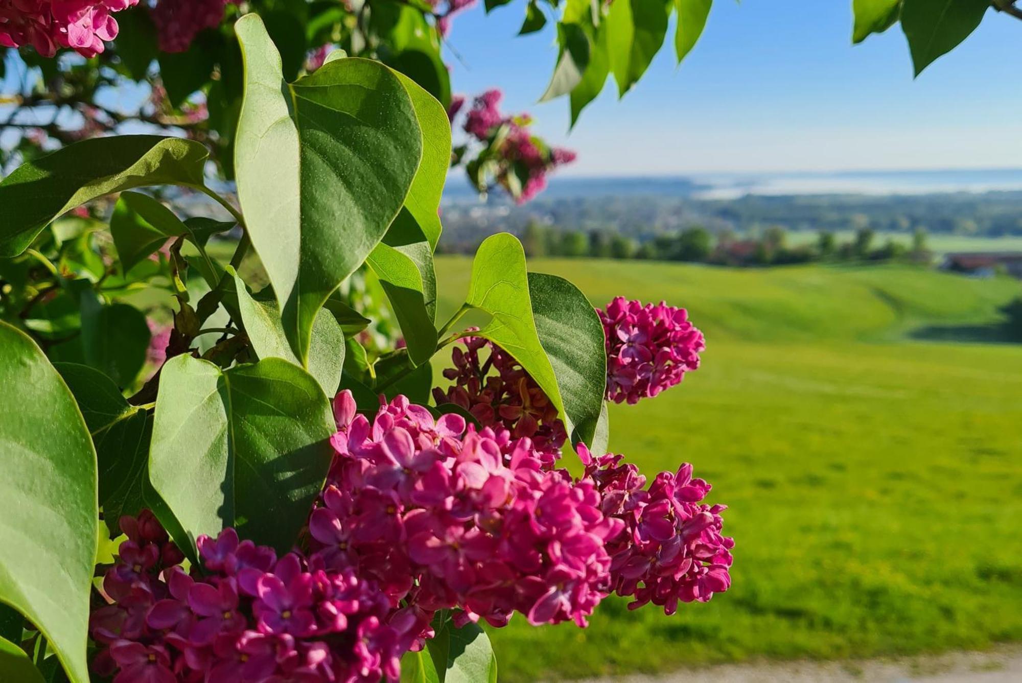 Schleipfnerhof Urlaub Auf Dem Bauernhof Villa Bernau am Chiemsee Buitenkant foto